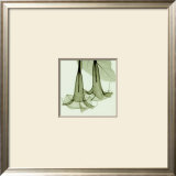 Buy Datura sm. at AllPosters.com