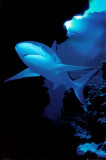 Buy Shark at AllPosters.com