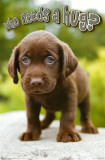 Buy Who Needs A Hug at AllPosters.com
