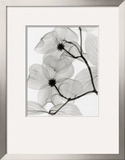 Dogwood Blossoms