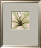 Lily