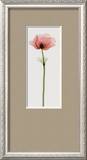 Anemone IV