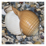 Shell Study I Art Print