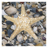 Shell Study III