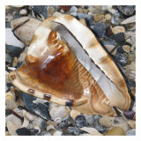 Shell Study IV