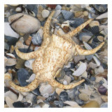 Shell Study II Art Print