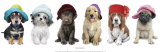 Hat Hounds