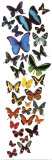 Butterfly Rainbow