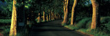Tree Lined Road Vaucluse Provence France