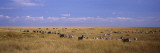 Zebra Migration, Masai Mara National Reserve, Kenya