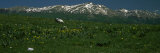 Field with Mountains in the Background, Monti Sibillini National Park, Apennines, Umbria, Italy