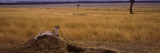 Cheetah Sitting on a Mound, Masai Mara National Reserve, Kenya