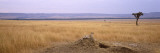 Cheetah Sitting on a Mound, Masai Mara National Reserve, Kenya