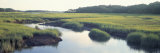 Salt Marsh Cape Cod Ma, USA