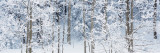 Aspen Trees Covered with Snow, Taos County, New Mexico, USA