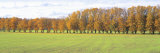 Row of Trees Uppland Sweden