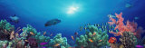Buy School of Fish Swimming Near a Reef, Indo-Pacific Ocean at AllPosters.com