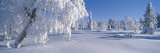 Winter Trees Sweden