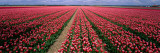 Tulips Near Alkmaar Netherlands
