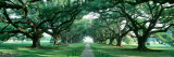 Louisiana, New Orleans, Brick Path Through Alley of Oak Trees