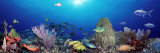 Buy School of Fish Swimming in the Sea at AllPosters.com