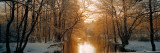 Buy River Flowing Through a Forest at AllPosters.com