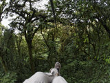 Low Section View of a Man Riding a Zip Line in a Forest, Santa Elena, Monteverde, Puntarenas