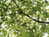 Backlit Green Tree Branch