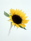 Close-up of Sunflower