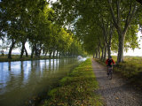 Lime Trees on Canal Du Midi, Near Le Somail, Languedoc-Roussillon, France