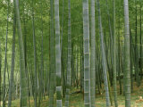 Bamboo Trees in a Forest, Fukuoka, Kyushu, Japan