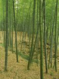 Bamboo Trees in a Forest, Fukuoka, Kyushu, Japan