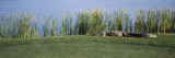 Alligator Resting on a Golf Course, Kiawah Island, Charleston County, South Carolina, USA