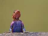 Agama Lizard Kenya Africa