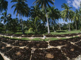 Vanilla Beans Drying