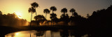 Silhouette of Palm Trees at Sunrise in a Golf Course, Kiawah Island Golf Resort, Kiawah Island