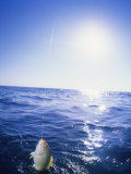 Caught Fish from Boat Deck Florida Keys Florida, USA
