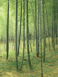 Bamboo Trees in a Forest, Fukuoka, Kyushu, Japan