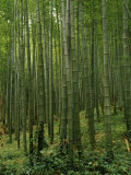Bamboo Trees in a Forest, Fukuoka, Kyushu, Japan