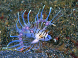 An Immature Specimen of Lion Fish