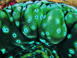 Buy Bivalve of the Tridacna Genus at AllPosters.com