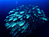 A Shoal of Jack Crevalle Crevalle Jack Fishes (Caranx Sexfasciatus)