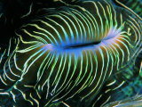 Buy Bivalve of the Tridacna Genus at AllPosters.com