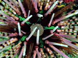 Buy Sea Urchin (Echinothrix Calamaris) at AllPosters.com