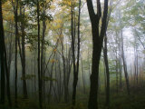 Misty Forest in Autumn