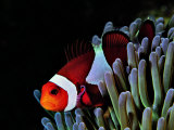 Buy Clown Fish (Amphiprion Ocellaris) at AllPosters.com