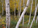 Stand of White Birch Trees