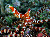Wonder Octopus (Wonder Octopus or Wonderpus)