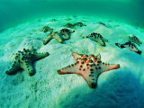 Buy Sea Stars (Protoreaster Nodosus) at AllPosters.com