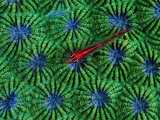 Gobidon Gobiodon of the Corals (Pleurosicya Mossambica) on a Colony of Diploastrea